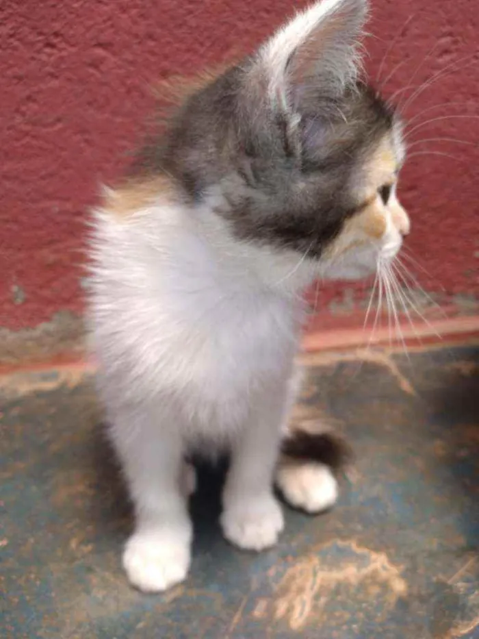 Gato raça Gatos vira latas idade 2 a 6 meses nome Não tem nome