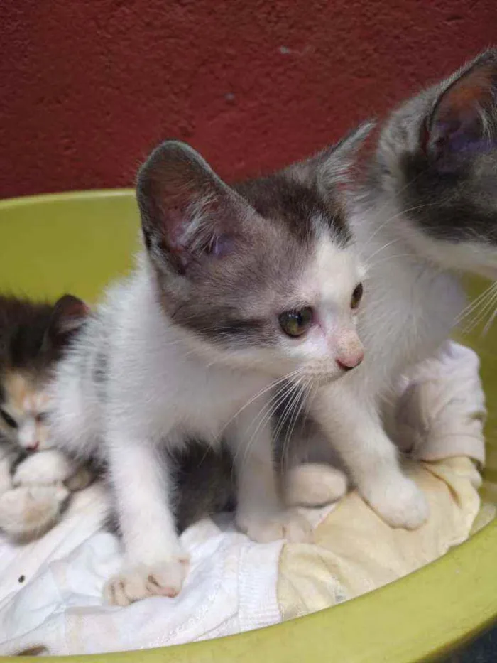 Gato raça Gatos vira latas idade 2 a 6 meses nome Não tem nome