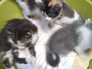 Gato raça Gatos vira latas idade 2 a 6 meses nome Não tem nome