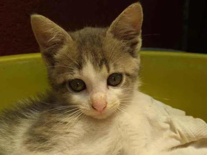Gato raça Gatos vira latas idade 2 a 6 meses nome Não tem nome
