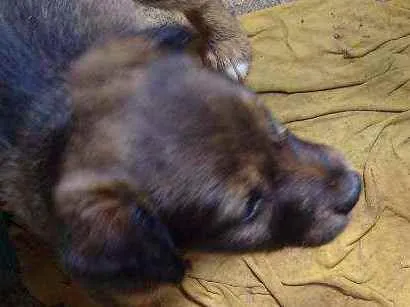 Cachorro ra a Xxxxx idade Abaixo de 2 meses nome Não tem