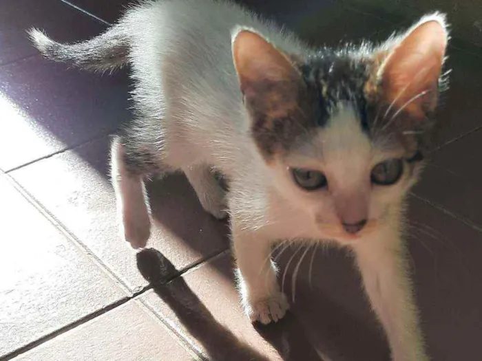 Gato ra a Vira lata  idade 2 a 6 meses nome Não demos nome