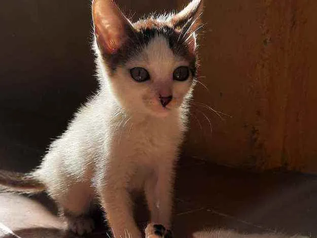 Gato ra a Vira lata  idade 2 a 6 meses nome Não demos nome