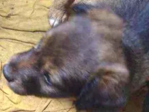 Cachorro raça Xxxxx idade Abaixo de 2 meses nome Não tem