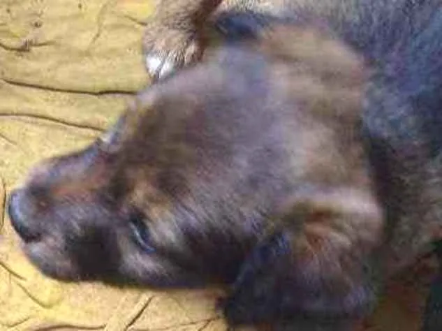 Cachorro ra a Xxxxx idade Abaixo de 2 meses nome Não tem