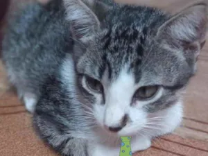 Gato raça Mestiço  idade 2 a 6 meses nome Fred 