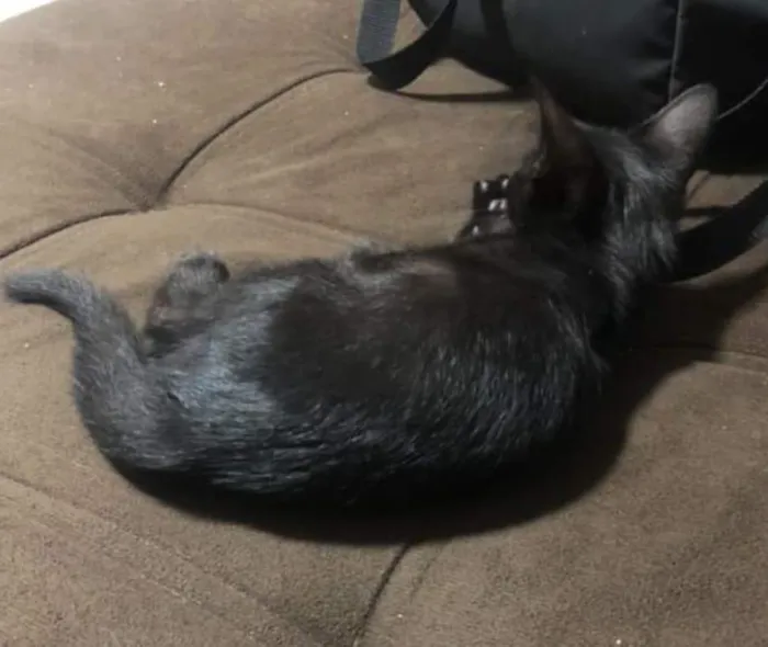 Gato ra a SRD idade 2 a 6 meses nome Pretinha