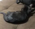 Pretinha