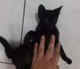 Pretinha