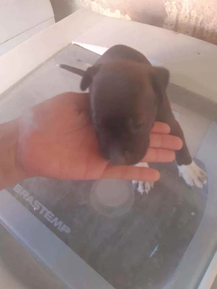 Cachorro ra a SRD idade Abaixo de 2 meses nome Bebês 