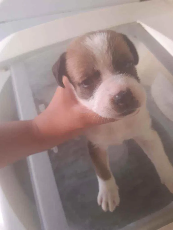 Cachorro ra a SRD idade Abaixo de 2 meses nome Bebês 