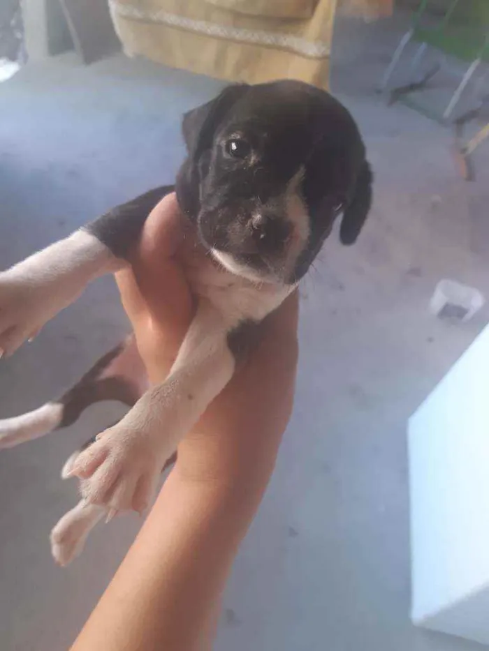 Cachorro ra a SRD idade Abaixo de 2 meses nome Bebês 