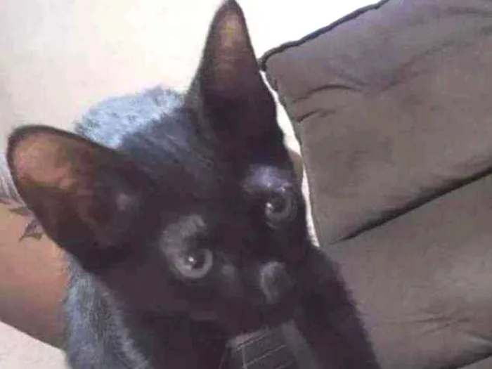 Gato ra a SRD idade 2 a 6 meses nome Pretinha