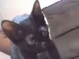 Pretinha