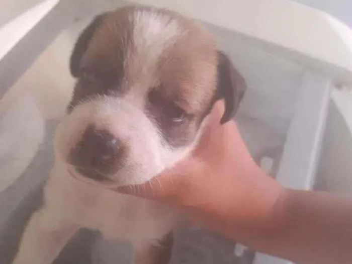 Cachorro ra a SRD idade Abaixo de 2 meses nome Bebês 