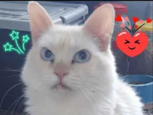 Gato raça SRD idade 3 anos nome Branco