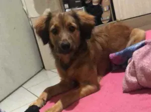 Cachorro raça Vira lata  idade 7 a 11 meses nome Pandora 