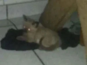 Gato raça Ciames idade Abaixo de 2 meses nome Não tem