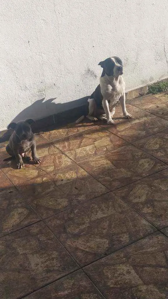 Cachorro ra a American stanffordahire idade 4 anos nome Ravena