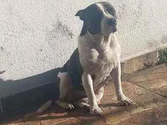 Cachorro ra a American stanffordahire idade 4 anos nome Ravena