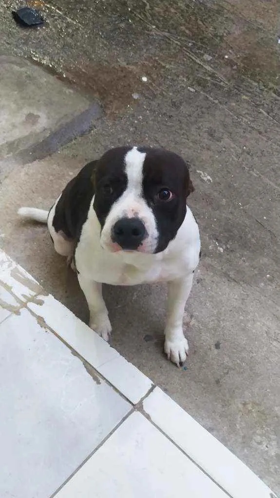 Cachorro ra a American stanffordahire idade 4 anos nome Ravena