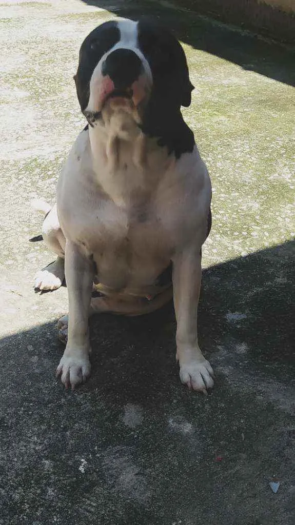 Cachorro ra a American stanffordahire idade 4 anos nome Ravena