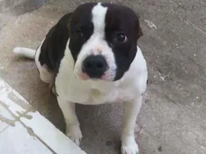 Cachorro raça American stanffordahire idade 4 anos nome Ravena