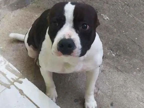 Cachorro ra a American stanffordahire idade 4 anos nome Ravena