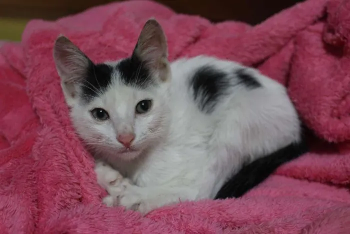 Gato ra a SRD-ViraLata idade Abaixo de 2 meses nome Sem Nome