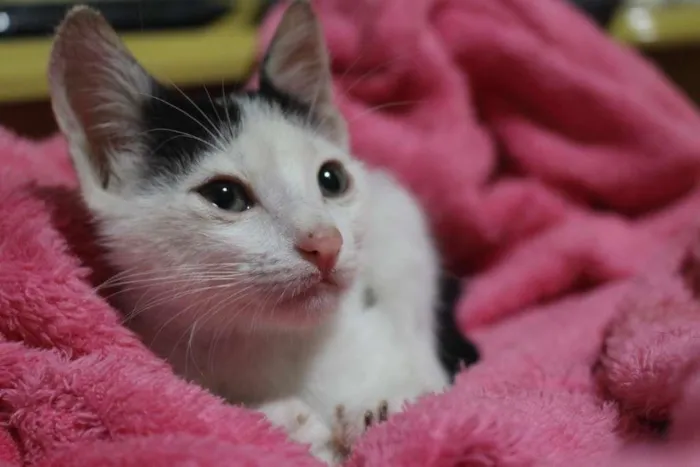 Gato ra a SRD-ViraLata idade Abaixo de 2 meses nome Sem Nome