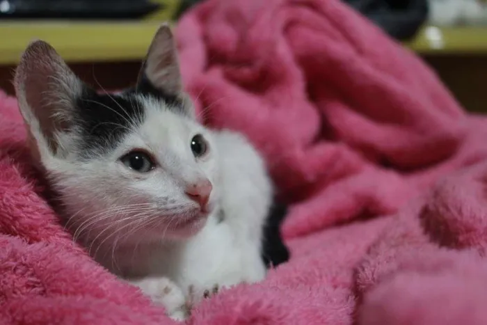 Gato ra a SRD-ViraLata idade Abaixo de 2 meses nome Sem Nome