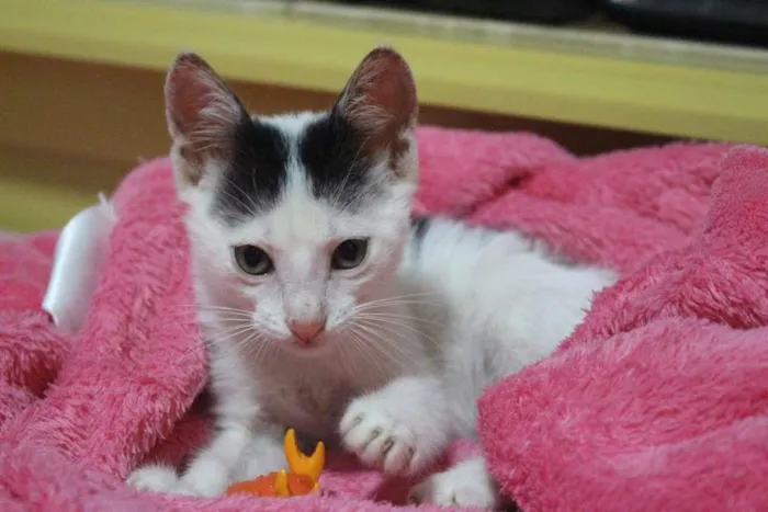 Gato ra a SRD-ViraLata idade Abaixo de 2 meses nome Sem Nome