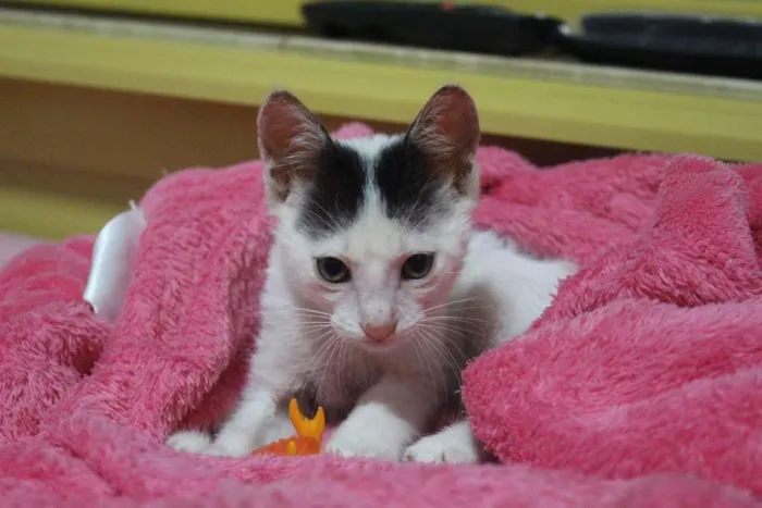 Gato ra a SRD-ViraLata idade Abaixo de 2 meses nome Sem Nome
