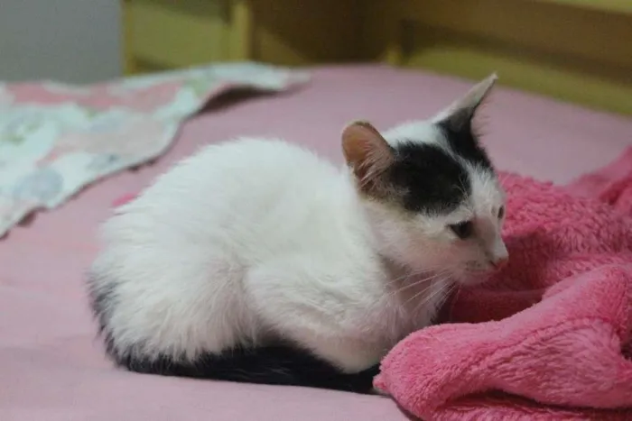 Gato ra a SRD-ViraLata idade Abaixo de 2 meses nome Sem Nome