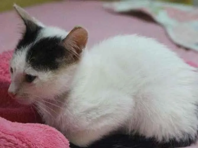 Gato ra a SRD-ViraLata idade Abaixo de 2 meses nome Sem Nome