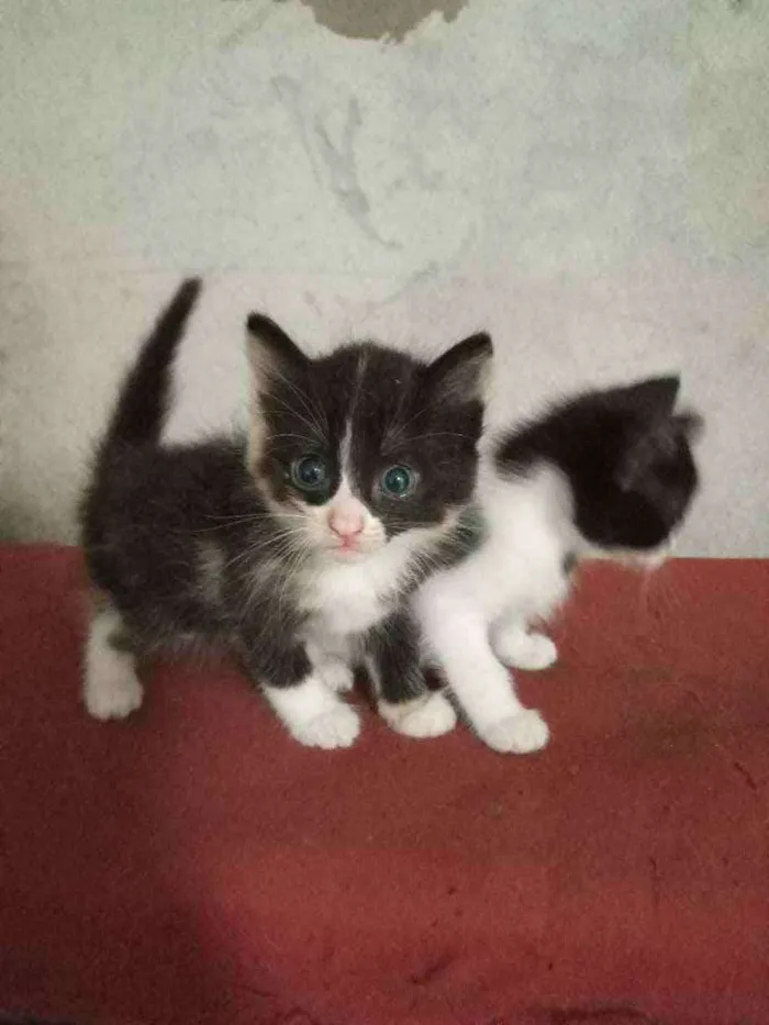 Gato raça  idade 2 a 6 meses nome Sem nome