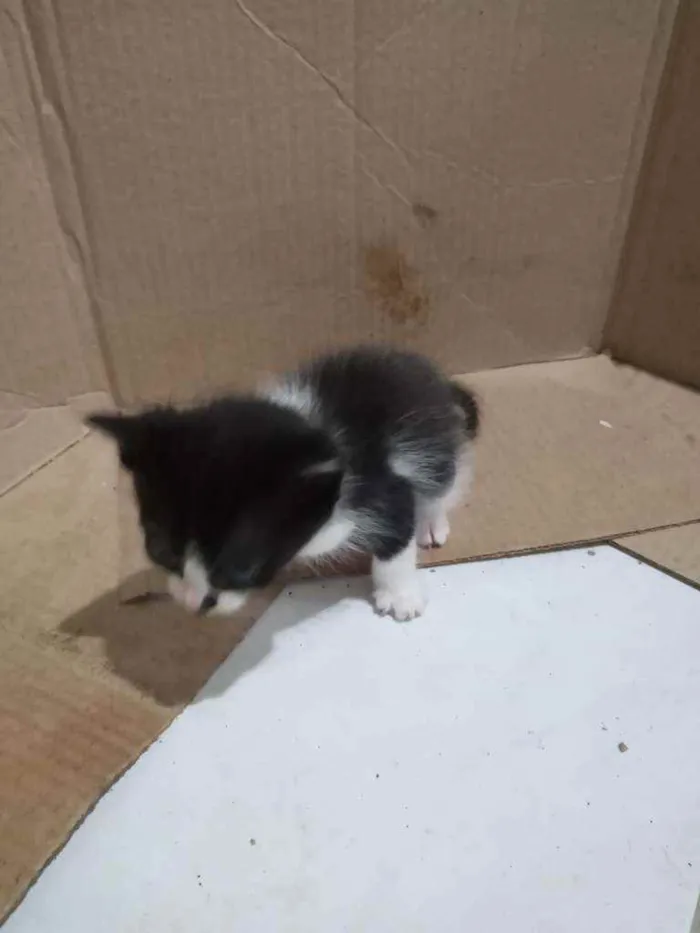Gato raça  idade 2 a 6 meses nome Sem nome