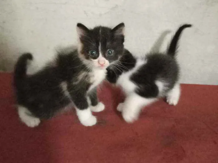 Gato raça  idade 2 a 6 meses nome Sem nome