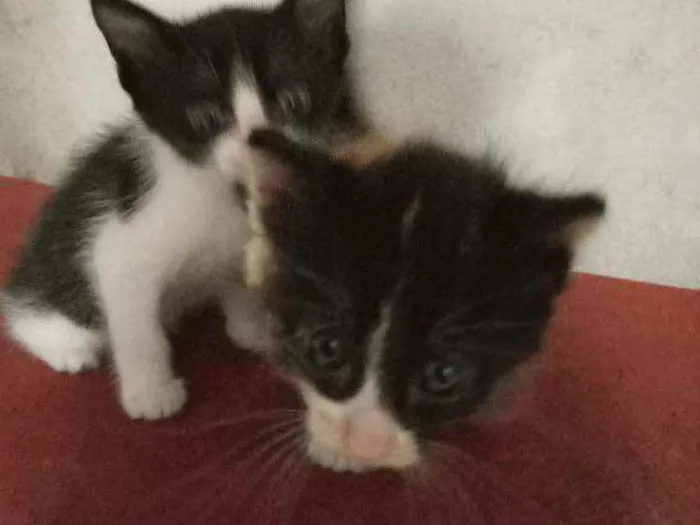 Gato raça  idade 2 a 6 meses nome Sem nome