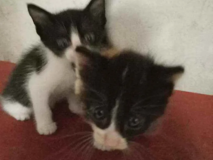 Gato raça  idade 2 a 6 meses nome Sem nome