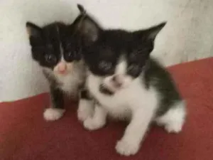 Gato raça  idade 2 a 6 meses nome Sem nome