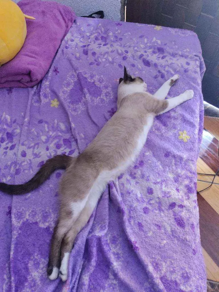 Gato ra a  idade 1 ano nome Cruzoé