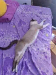Cruzoé