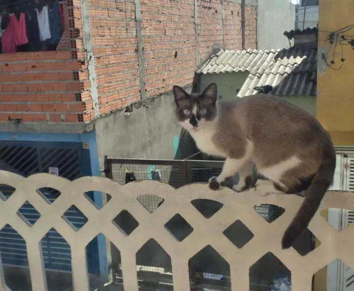 Gato ra a  idade 1 ano nome Cruzoé