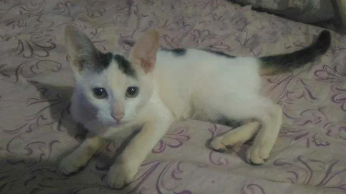 Gato ra a  idade 2 a 6 meses nome Gatos