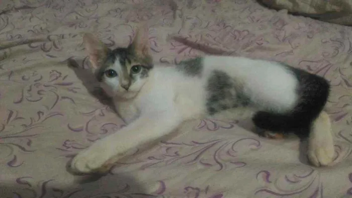 Gato ra a  idade 2 a 6 meses nome Gatos