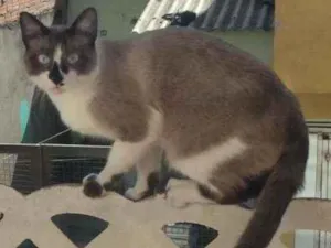 Gato raça  idade 1 ano nome Cruzoé