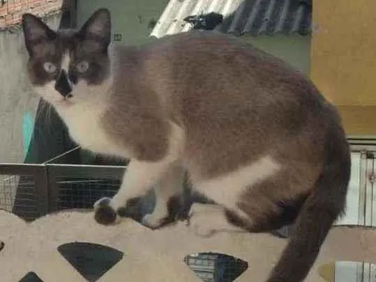 Gato ra a  idade 1 ano nome Cruzoé