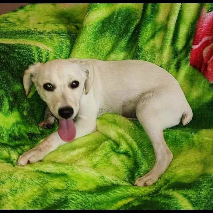 Cachorro ra a SRD idade 2 a 6 meses nome Nutella 