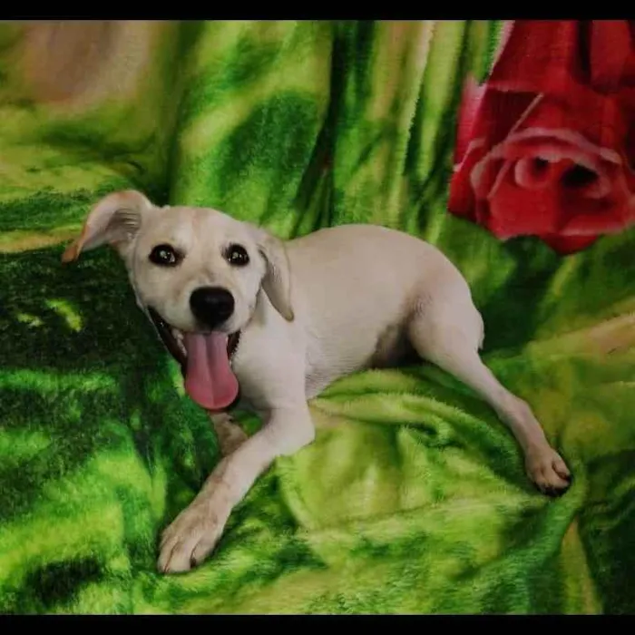 Cachorro ra a SRD idade 2 a 6 meses nome Nutella 
